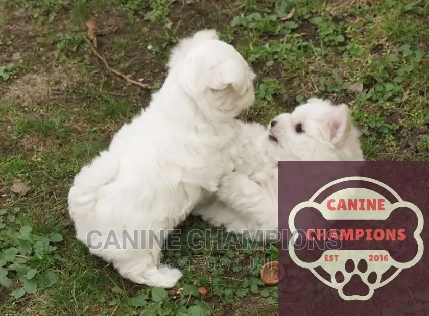1-3 months Female Purebred Maltese