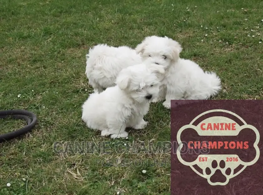 1-3 months Female Purebred Maltese