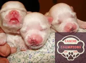 1-3 months Female Purebred Maltese
