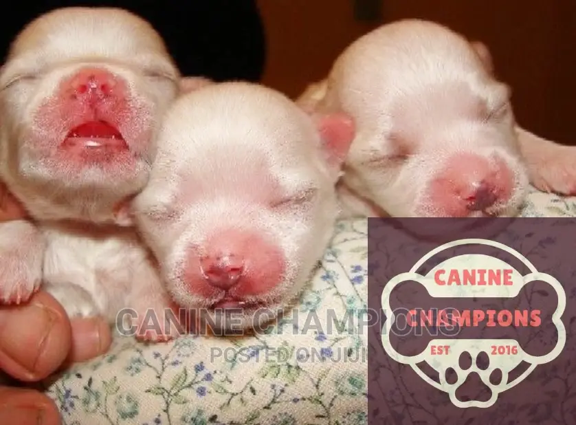 1-3 months Female Purebred Maltese