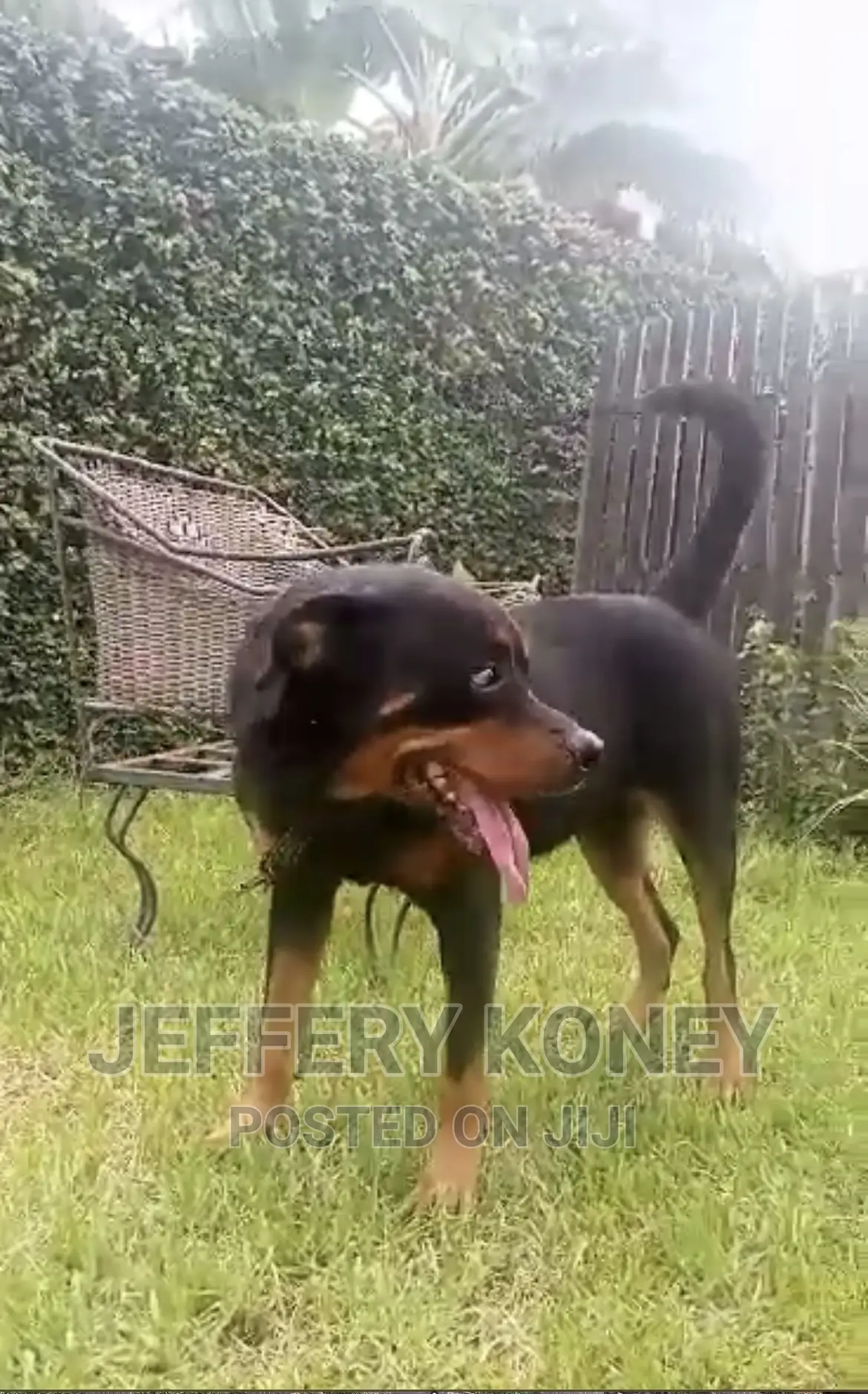 1+ year Female Purebred Rottweiler