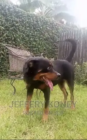 1+ year Female Purebred Rottweiler