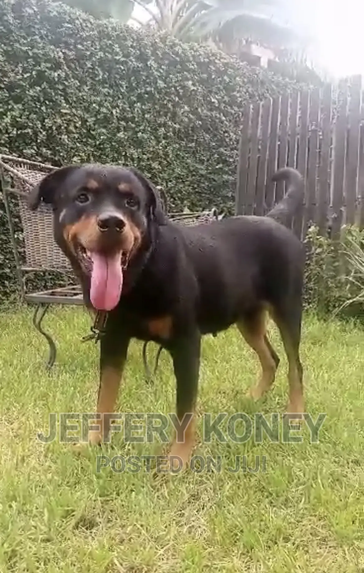 1+ year Female Purebred Rottweiler