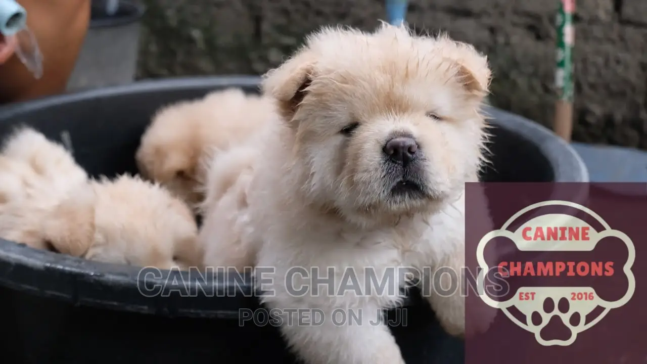 1-3 months Female Purebred Chow Chow