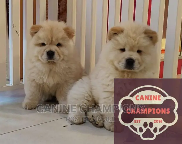 Canine Purebred Chow Chow Puppies 3-6 Months Male Purebred Chow