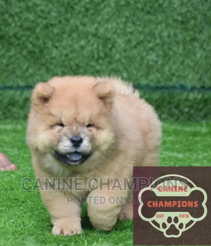 1-3 months Female Purebred Chow Chow