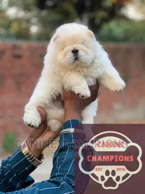 1-3 months Female Purebred Chow Chow