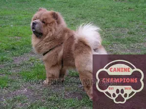 1-3 months Female Purebred Chow Chow