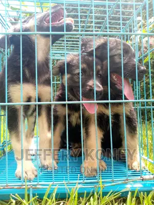 1-3 months Male Purebred German Shepherd