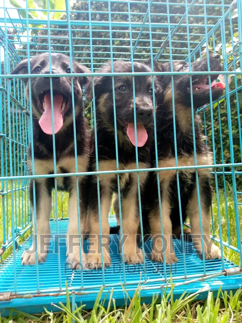1-3 months Male Purebred German Shepherd