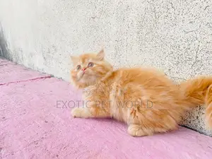 0-1 month Male Purebred Persian