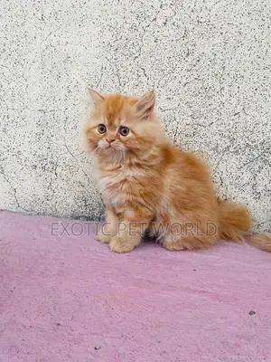 0-1 month Male Purebred Persian