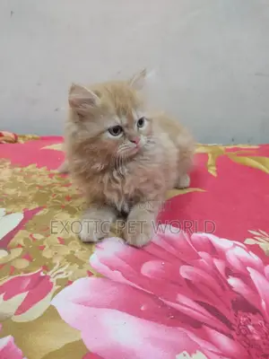 1-3 months Male Purebred Persian