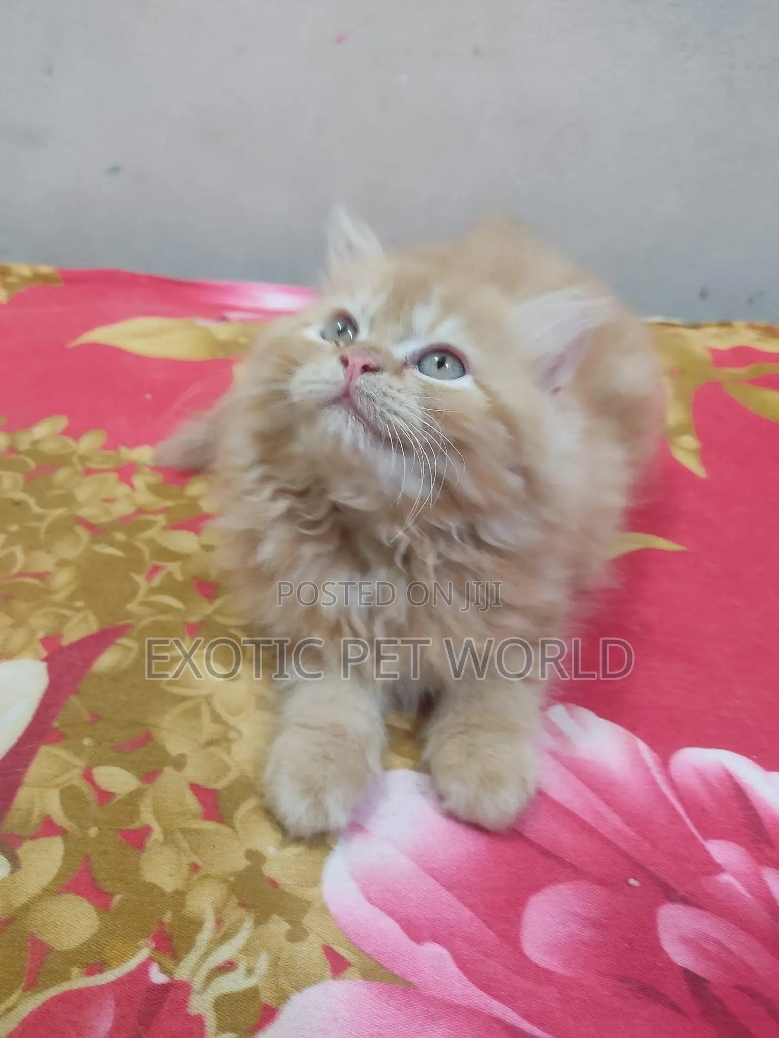 1-3 months Male Purebred Persian