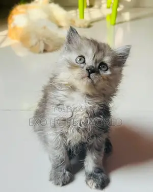 0-1 month Female Purebred Persian