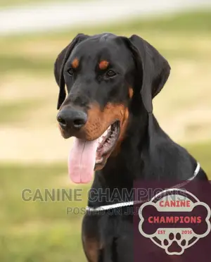 6-12 months Female Purebred Doberman Pinscher