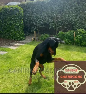 6-12 months Female Purebred Doberman Pinscher