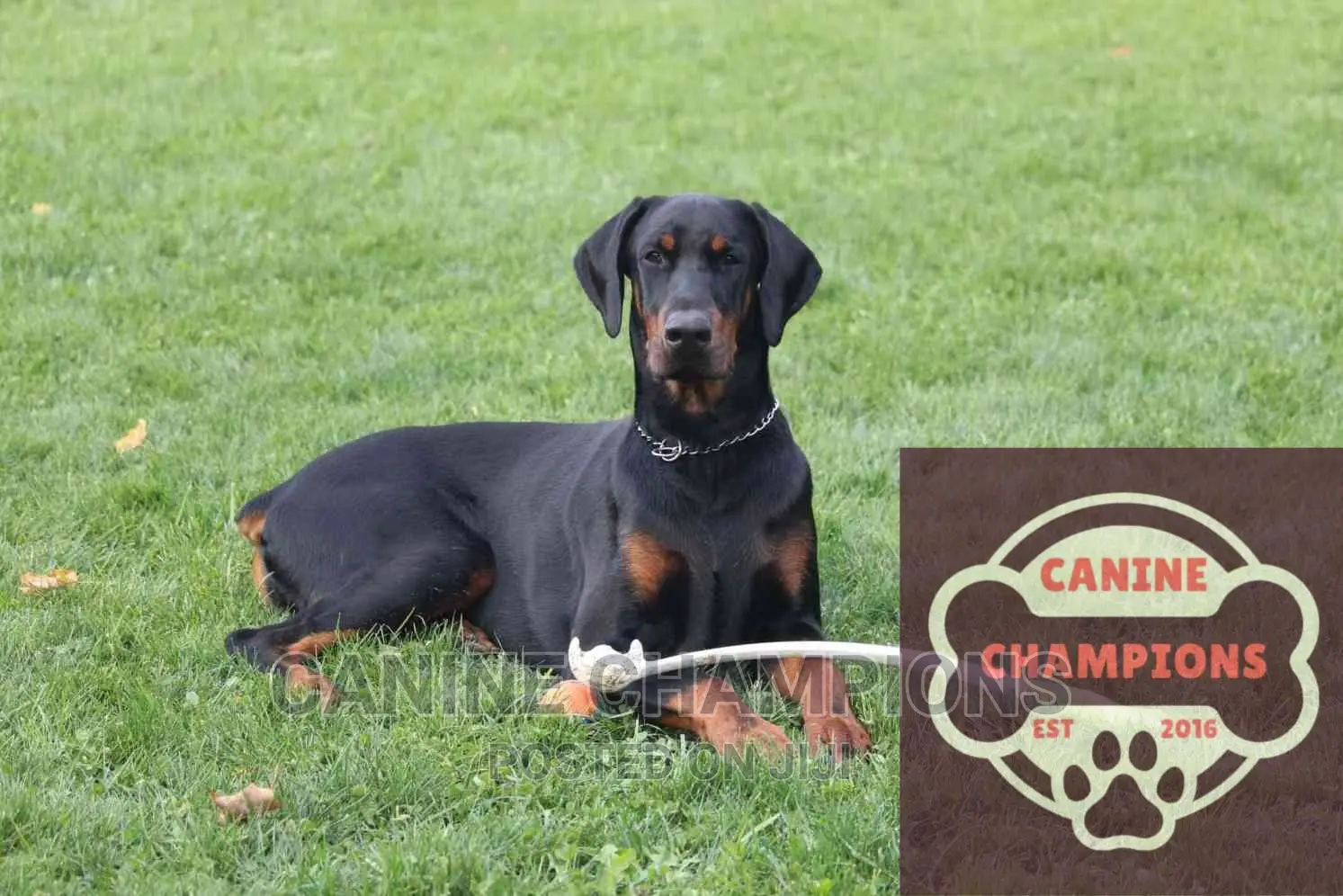 6-12 months Female Purebred Doberman Pinscher