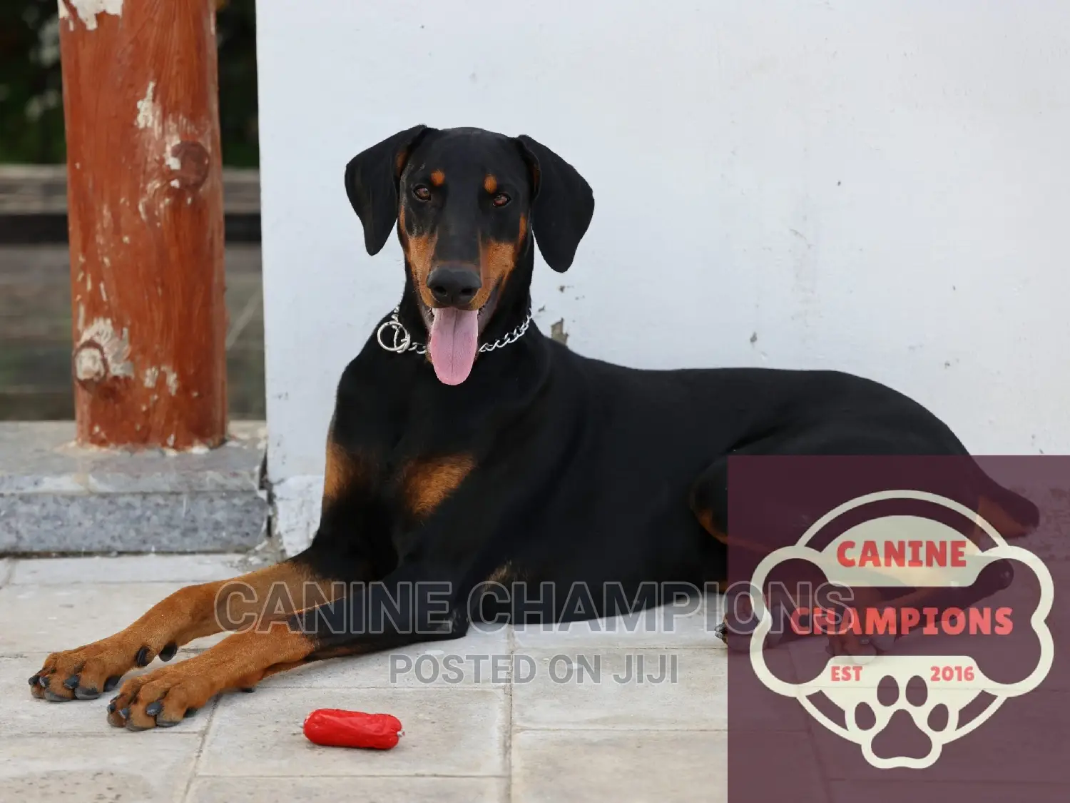 6-12 months Female Purebred Doberman Pinscher