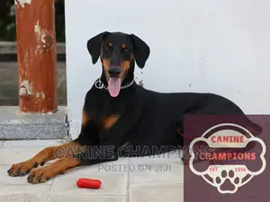 6-12 months Female Purebred Doberman Pinscher