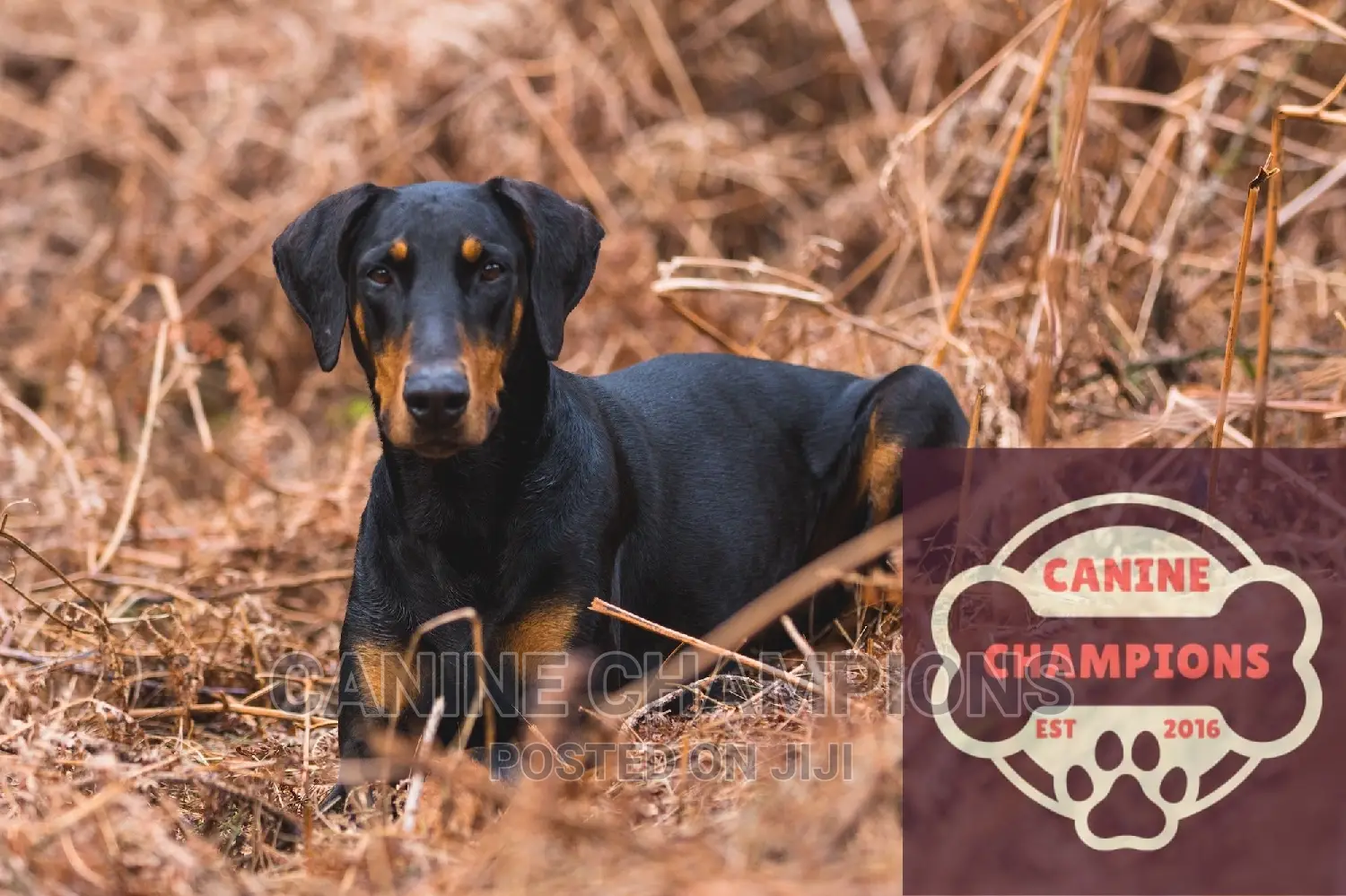 6-12 months Female Purebred Doberman Pinscher