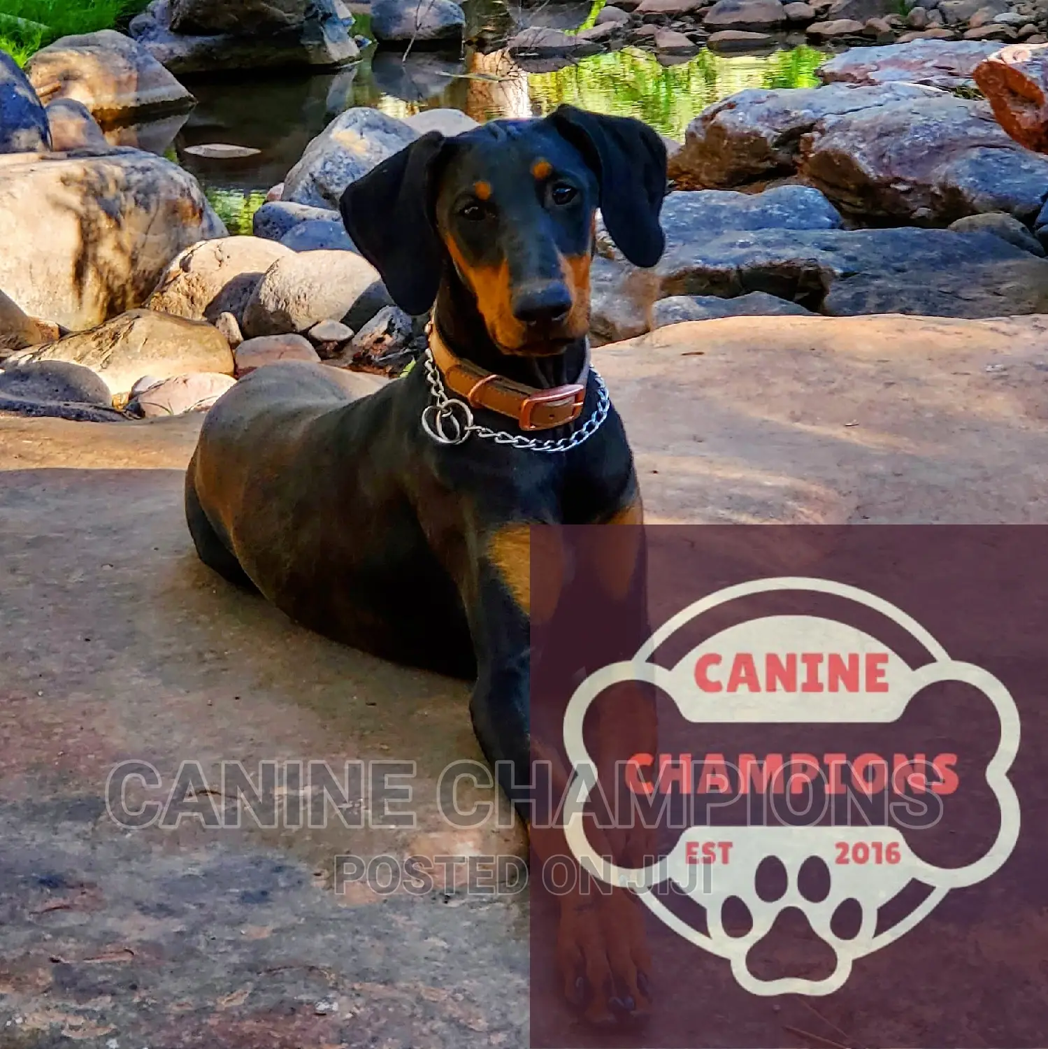 6-12 months Female Purebred Doberman Pinscher