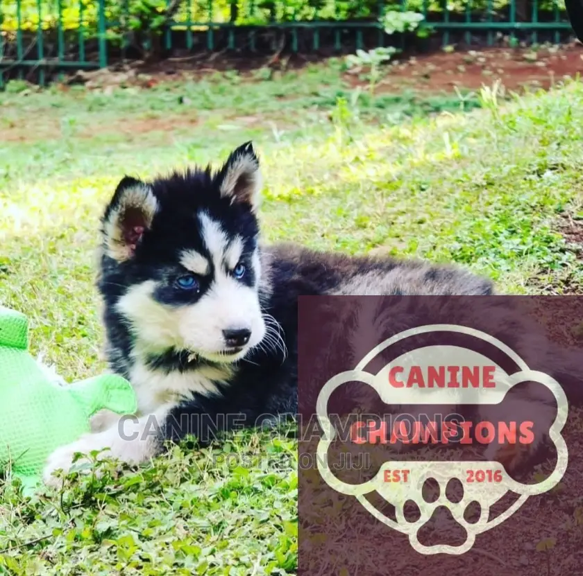 1-3 months Female Purebred Siberian Husky
