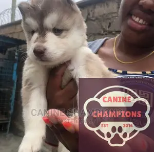 1-3 months Female Purebred Siberian Husky