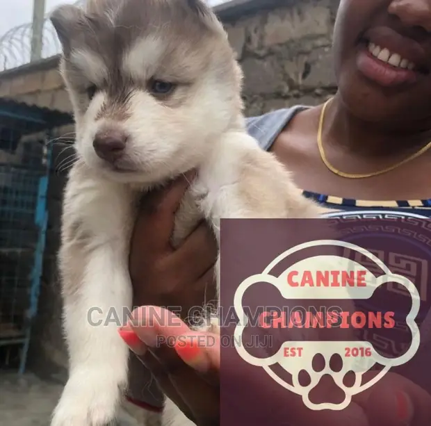 1-3 months Female Purebred Siberian Husky in Accra Metropolitan