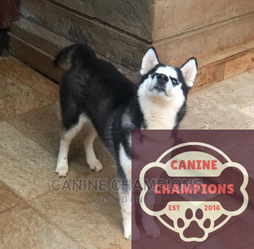 1-3 months Female Purebred Siberian Husky