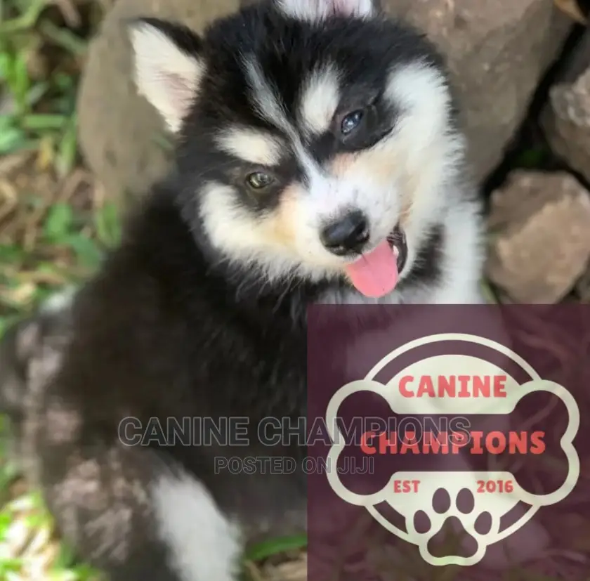 1-3 months Female Purebred Siberian Husky