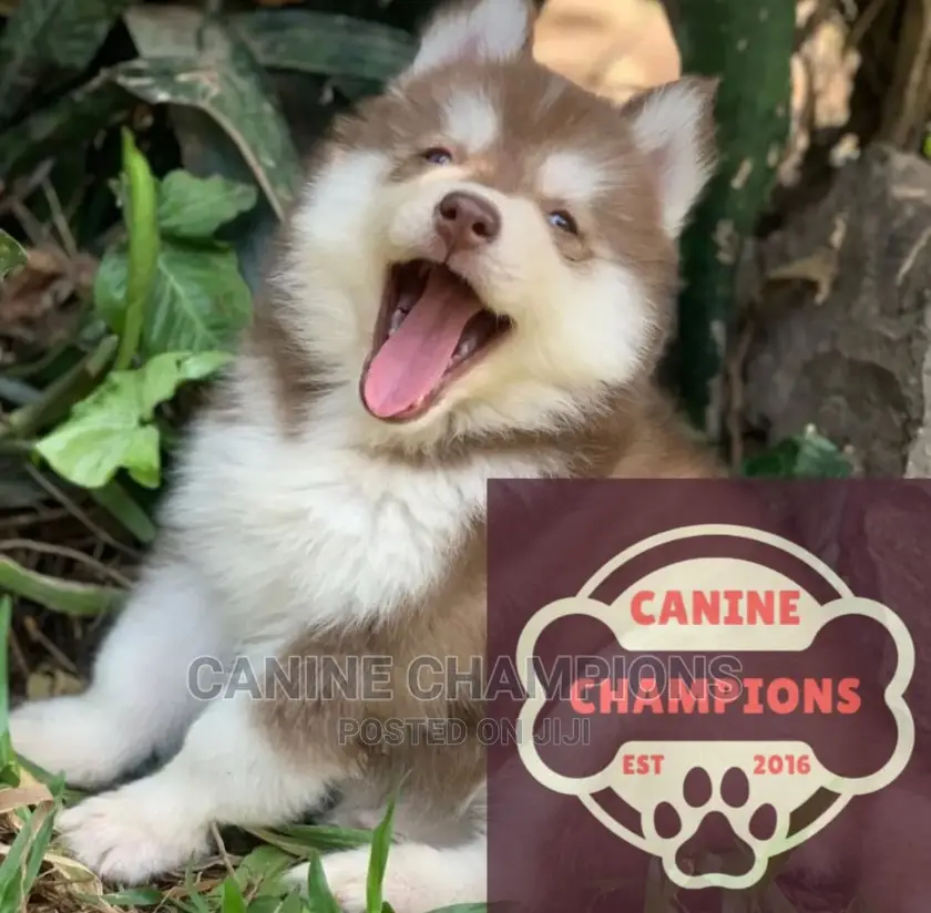1-3 months Female Purebred Siberian Husky