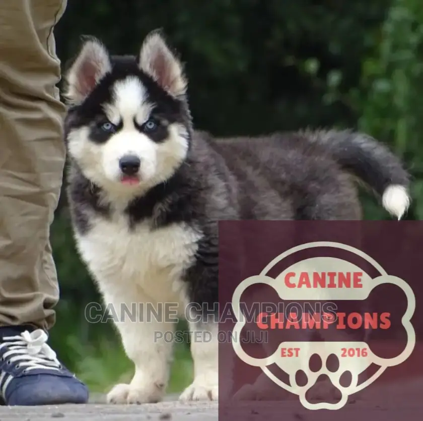 1-3 months Female Purebred Siberian Husky