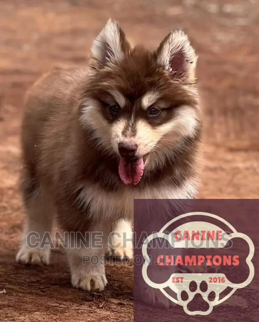1-3 months Female Purebred Siberian Husky