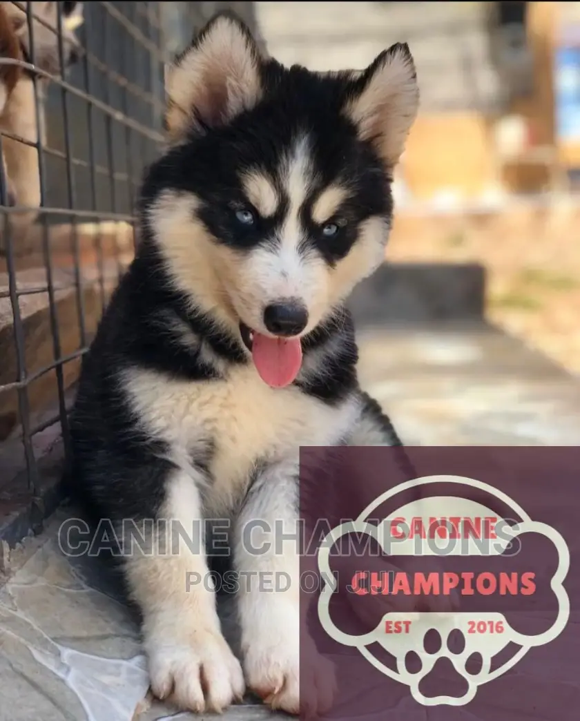 1-3 months Female Purebred Siberian Husky