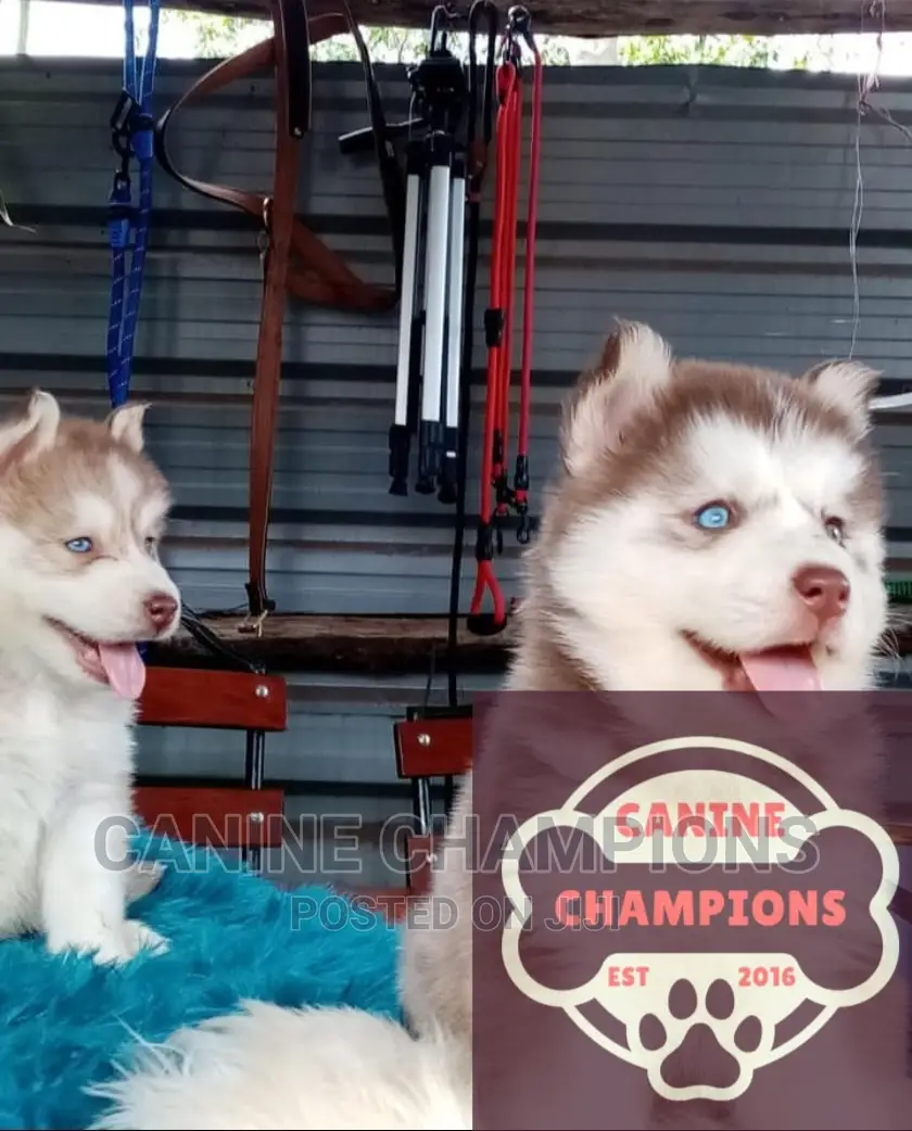 1-3 months Female Purebred Siberian Husky