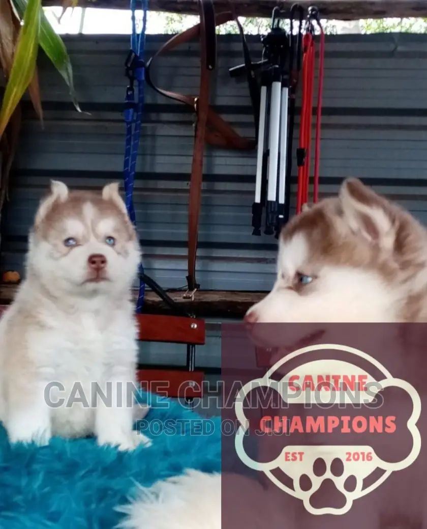 1-3 months Female Purebred Siberian Husky