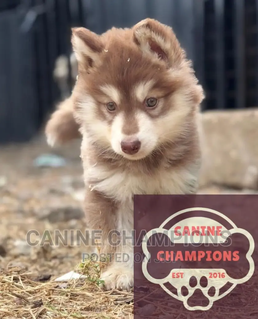 1-3 months Female Purebred Siberian Husky
