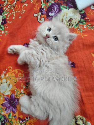 Persian Kittens For Sale Stores That Sell Kittens Persian Cat Grey