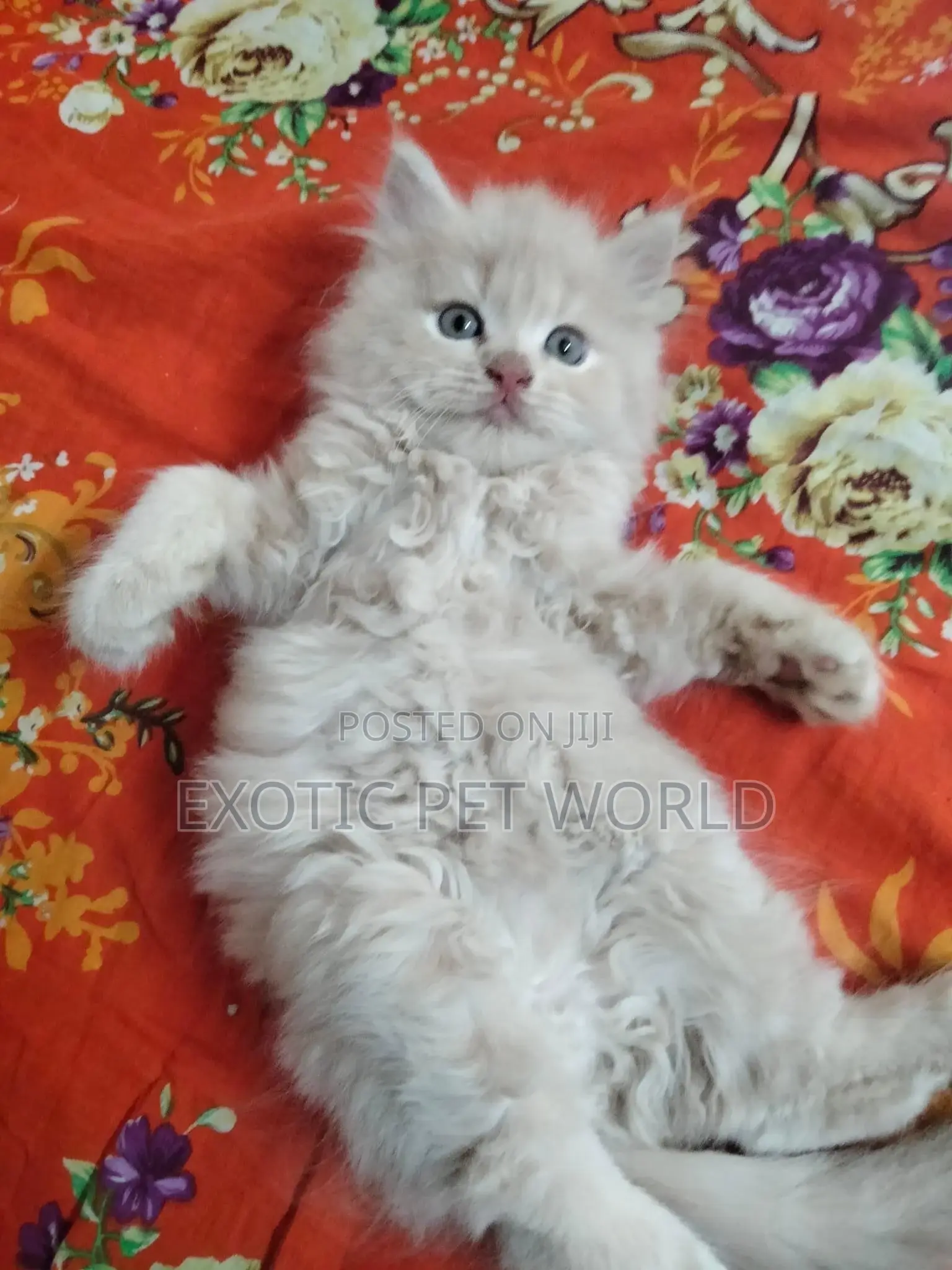 0-1 month Male Purebred Persian