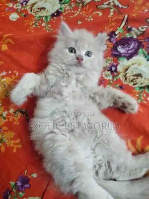 0-1 month Male Purebred Persian