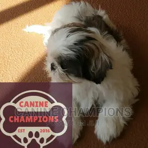 1-3 months Female Purebred Shih Tzu