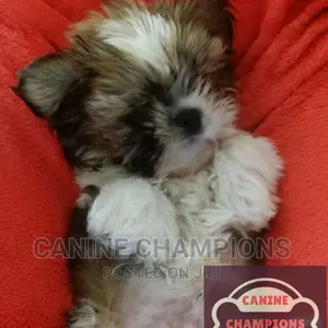 1-3 months Female Purebred Shih Tzu