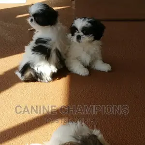 1-3 months Female Purebred Shih Tzu