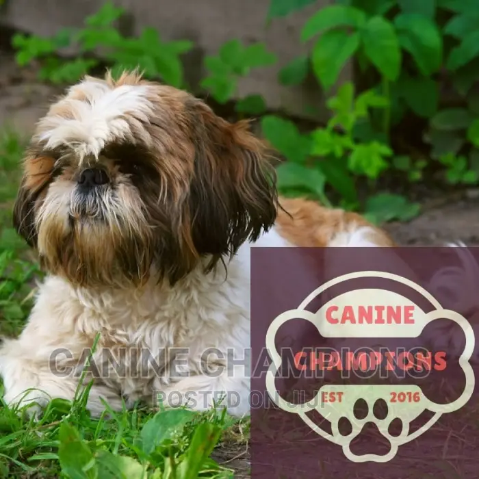 1-3 months Female Purebred Shih Tzu