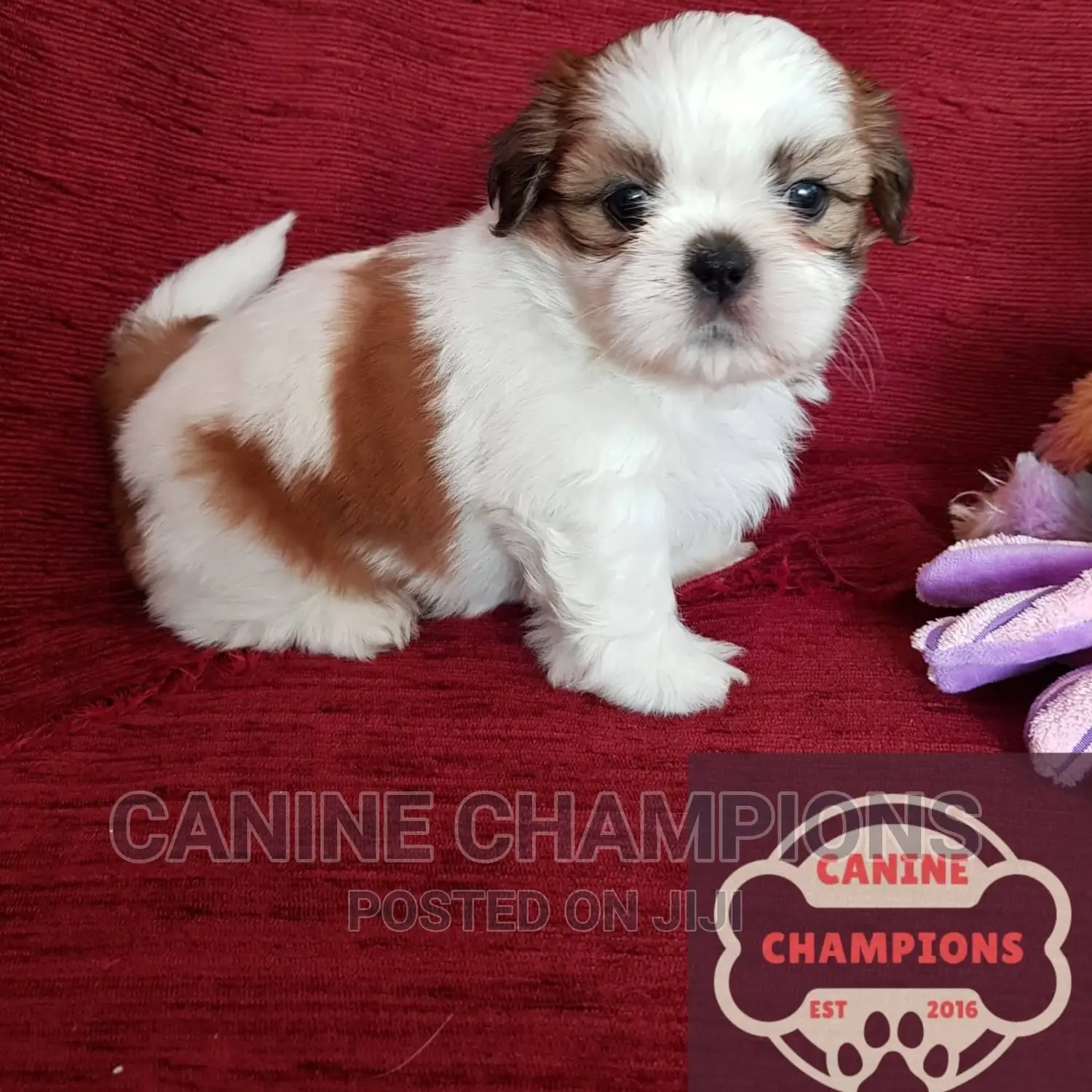 1-3 months Female Purebred Shih Tzu