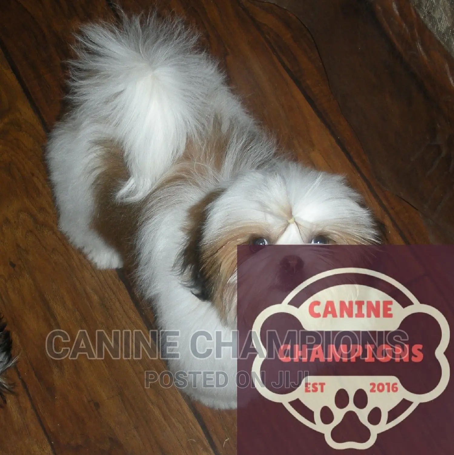 1-3 months Female Purebred Shih Tzu