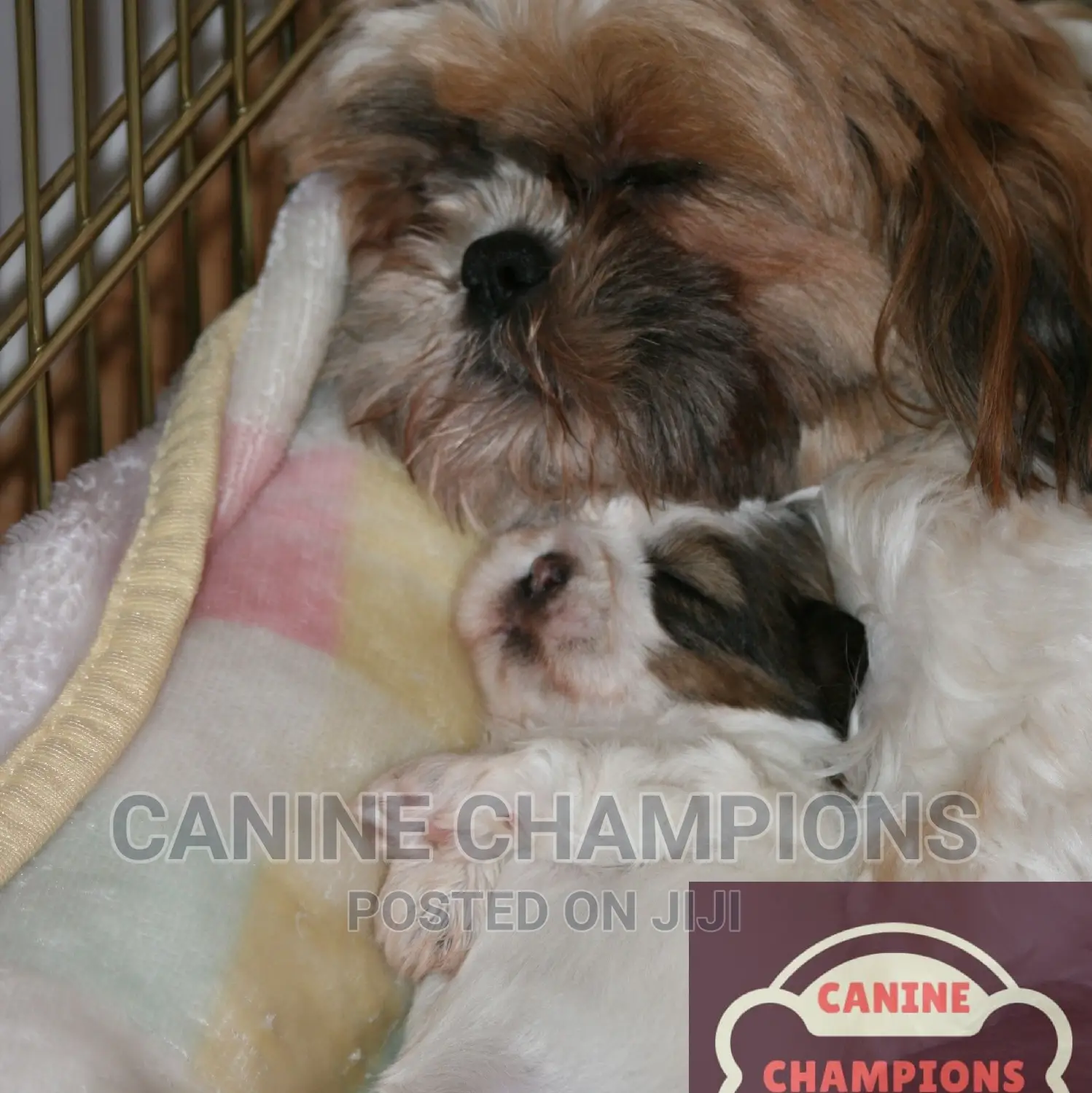 1-3 months Female Purebred Shih Tzu