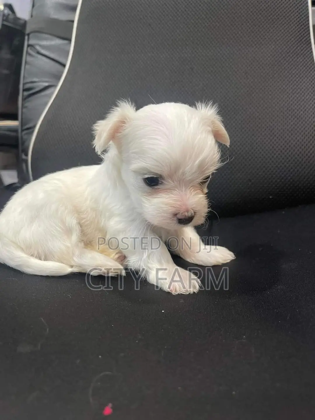 1-3 months Male Purebred Maltese