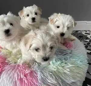 1-3 months Male Purebred Maltese